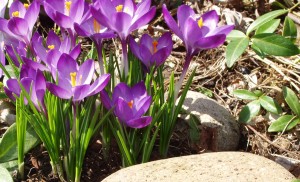 Crocuses Scream Spring!